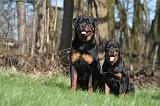 ROTTWEILER 508